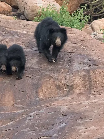 A mother Sloth Bear with her two cubs, a rare and heartwarming sighting. The cubs often ride on their mother's back.