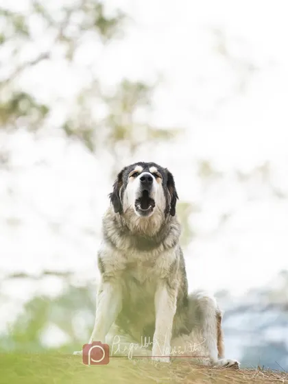 This is Sundari, a beautiful Gaddi dog. Her expression says it all: she is a queen, and this is her mountain.