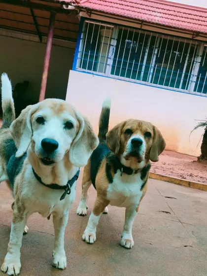 Two Beagle buddies posing for a picture. Many of our guests become regulars and form lasting friendships here.