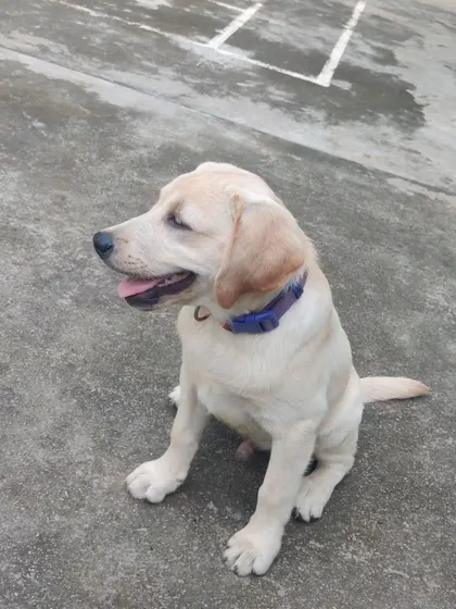 Whiskey is already showing so much potential. The first few sessions are all about making learning fun and building a positive association with training.