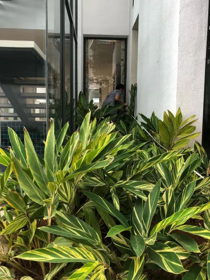 **Before:** This narrow courtyard was completely overtaken by overgrown Alpinia, making the space feel crowded and messy. Our task was to reclaim the area and create a sense of peace.