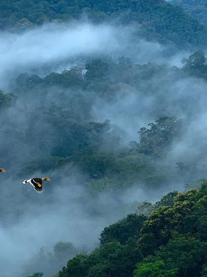 A pair of Great Indian Hornbills fly over a valley filled with morning mist in the Anaimalais, a shot that truly captures the magic of this pristine rainforest.