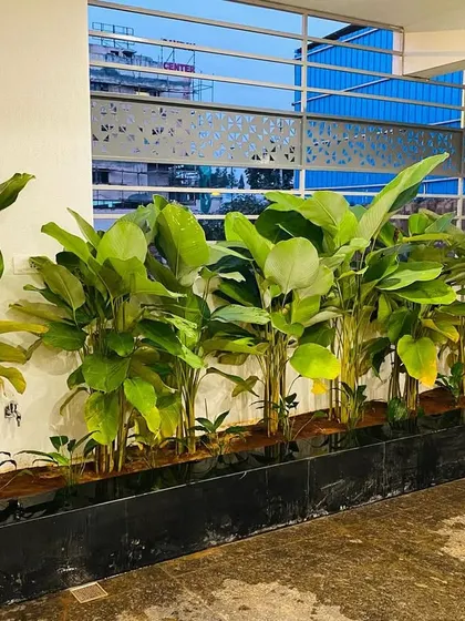 Another look at a beautiful installation of Calathea Lutea. We often use these plants in rows to create a dense, leafy barrier that provides privacy and a strong visual impact.