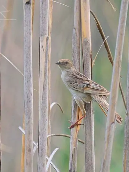 A Bristled Grassbird, a resident of tall grasslands, perches among the reeds. This is another key species we look for during our monsoon birding trips in Rajasthan.