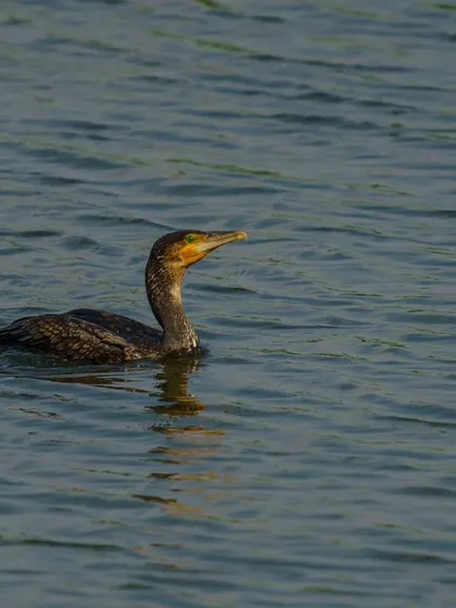 A Great Cormorant swims in the open water, a classic portrait of this common aquatic bird.