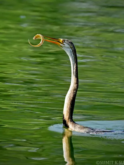 The darter has placed its darts right! An Oriental Darter with a freshly caught eel, its long, sharp beak proving to be a formidable fishing tool.
