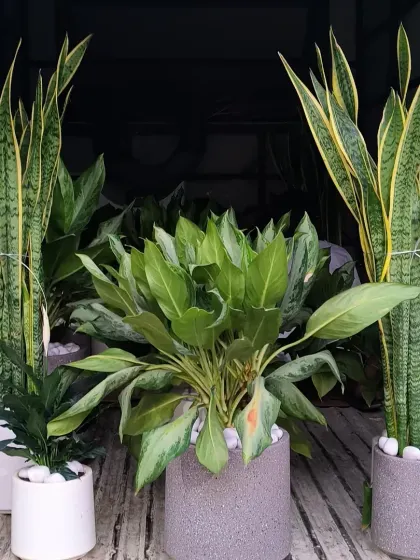 Here are some of our most popular air-purifying plants, like Sansevieria and Aglaonema, potted in modern ceramics and ready for delivery. We make it easy to bring healthy, beautiful greenery into your home.