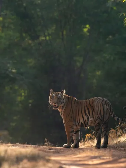The tigress Dotty and one of her daughters on a winter afternoon in Bandhavgarh a couple of years ago.
