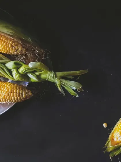 A minimalist composition of fresh corn on the cob against a dark background. The simple styling and lighting emphasize the corn's natural texture and bright yellow color.