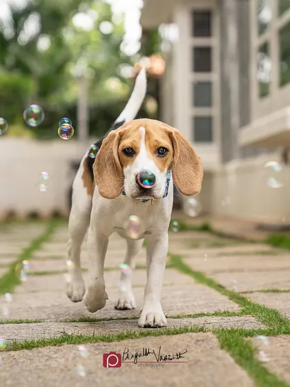 A beagle puppy on a mission to pop every bubble. The low angle and motion capture the determination and playfulness of a young pup.