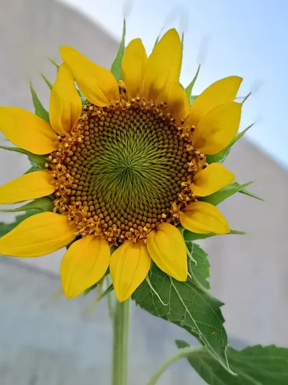 A sunflower just beginning to open.