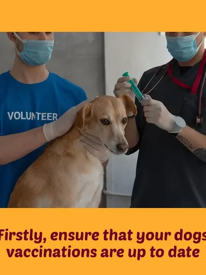 Tip 1: For everyone's safety, please ensure your dog's vaccinations are up to date before our visit. This is a crucial first step.