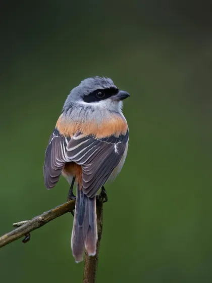 A Long-tailed Shrike, a predatory passerine known for impaling its prey on thorns.