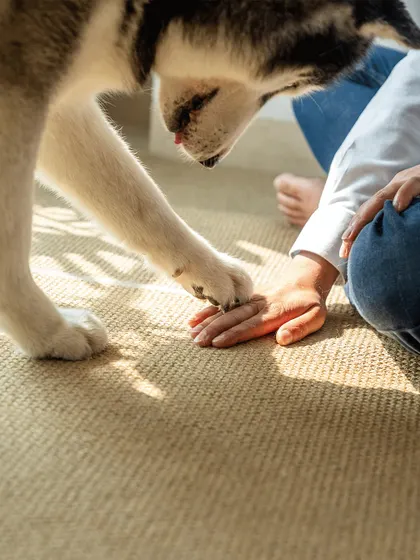 A gentle pawshake from Luis the Husky. It's a small gesture, but it speaks volumes about the trust and connection he shares with his family.