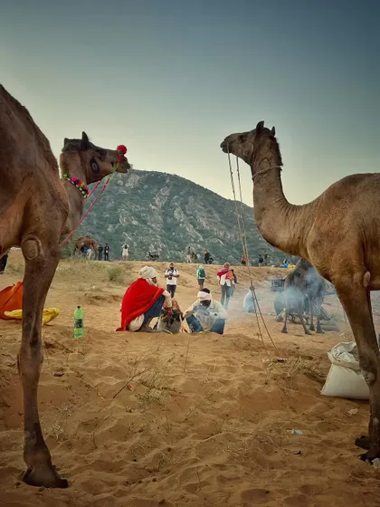 A candid scene from the Pushkar grounds, with traders resting by a fire as their camels stand nearby.
