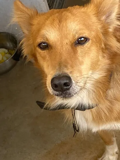 A close-up of a handsome Indie dog, with a bowl of food just visible. We provide nutritious meals for all our guests.