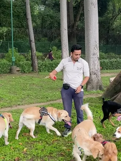 A snapshot from a weekend with the Sploot community. A group of dogs socialize and play happily in a park, showcasing the fun and friendly atmosphere of our community meetups.