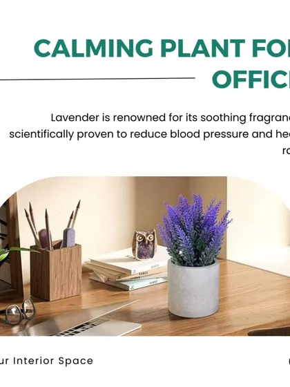 Adding calming plants like lavender to your office can help reduce stress. Its soothing fragrance is scientifically proven to lower blood pressure.