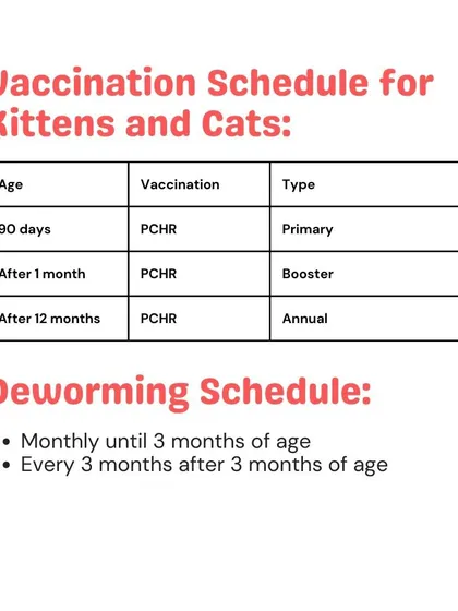 Here is a straightforward vaccination and deworming schedule for kittens and cats. I make it simple by providing these services at home, from the primary 90-day shot to annual boosters.