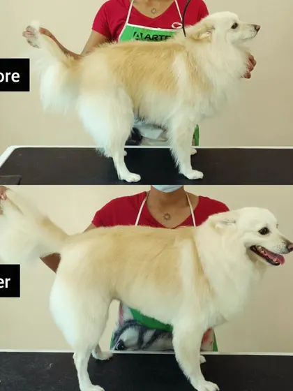 George the Spitz received my first-ever full hand-scissored groom. The 'before' shows an overgrown coat, and the 'after' reveals a beautifully shaped, uniform finish that enhances his natural structure without a harsh clipper cut.