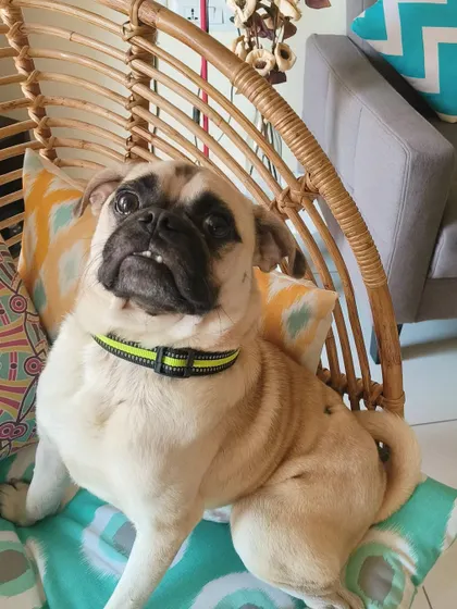 A fund appeal for Puggu, who was diagnosed with tick fever after being rescued from a 24/7 caging situation. We immediately started treatment and need help covering the vet bills for his blood work and medication.