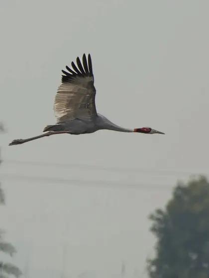 A Sarus Crane, the world's tallest flying bird, in graceful flight over the Dhanauri Wetlands.