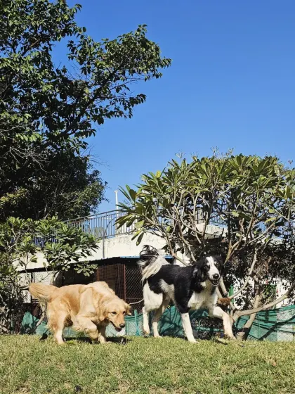 A Golden Retriever and Border Collie on the move together. They make a great team, exploring the grounds during their playtime.