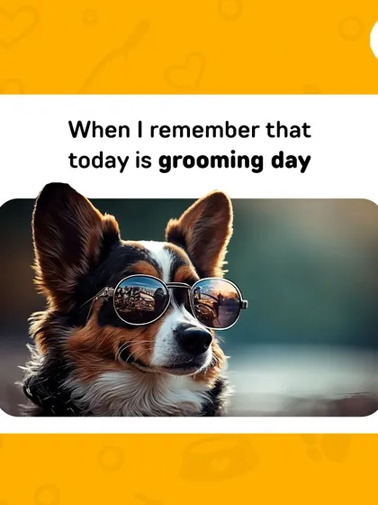 That feeling when you remember it's grooming day and you're ready for your close-up. This cool corgi knows he's about to look his best.
