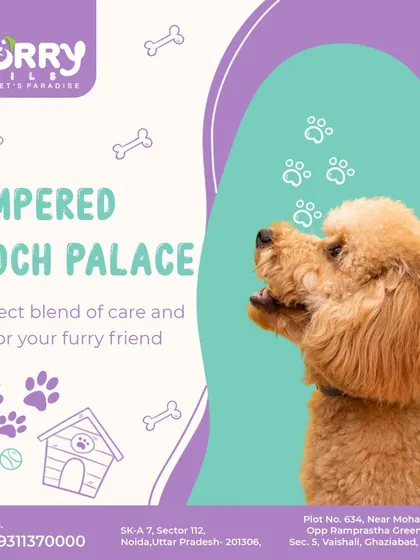 Welcome to the Pampered Pooch Palace. We offer a perfect blend of care and style, ensuring your furry friend receives the royal treatment they deserve.