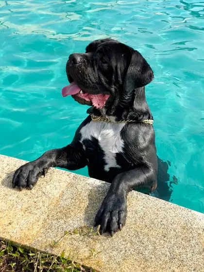A powerful Cane Corso looking regal as he takes a break from swimming.