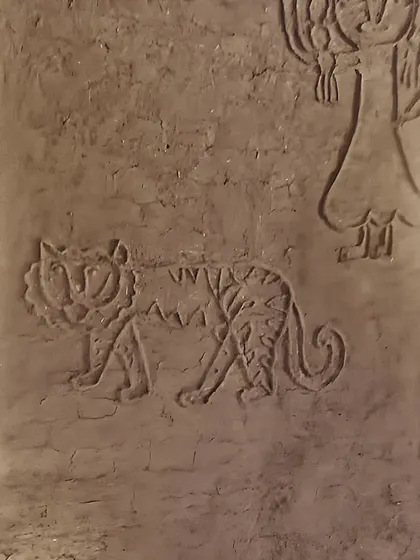 A relief carving of a tiger on a mud wall, showcasing the rich textures and artistic traditions of the region. This kind of earth art is an integral part of the homestay experience, connecting guests to the local culture and wildlife.