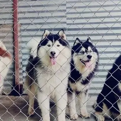 Our pack of Huskies available for stud. They have excellent temperaments and genetics.