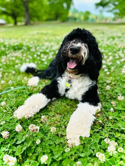 Moose relaxing in a field of clover. Part of our training is teaching high-energy dogs an "off switch" so they can learn to just chill.
