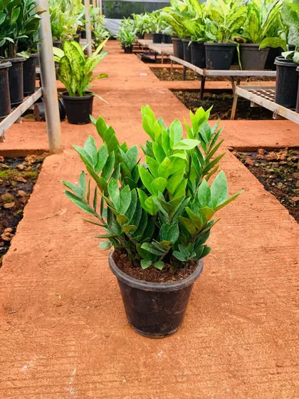 The classic green ZZ plant, seen here in our nursery, is a staple of our indoor plantscaping services. Its waxy, vibrant green leaves and upright growth habit make it a versatile choice that fits well in a variety of decorative pots and settings.