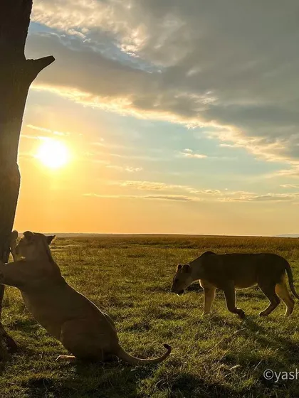 Another lioness approaches as the first one marks the tree. This image adds another layer to the story, showing the social interaction within the pride during a territorial display.