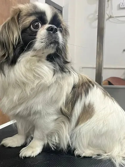 This Pekingese is looking regal after its grooming session. The long fur is kept clean and tidy, true to the breed's lion-like appearance.