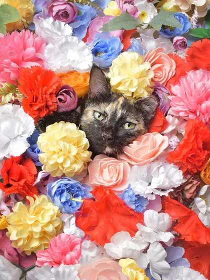 Of course, my own cat March had to get in on the floral fun! She looks like a little garden queen peeking out from the flowers, showing that cats can be stunning models too.
