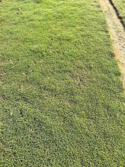 A close-up of a healthy, green lawn I supplied. The grass is dense, weed-free, and safe for kids and pets.