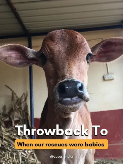 A throwback to when some of our current residents were just babies. Many, like this little one, came to us in need of urgent care and a safe place to grow up.