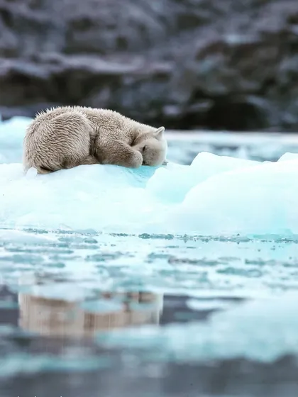 Our first polar bear sighting on a recent expedition, a subadult cub sleeping soundly on an iceberg. We found them after 1:30 AM, showcasing the 24-hour daylight and dedication required for a successful Arctic photography tour.