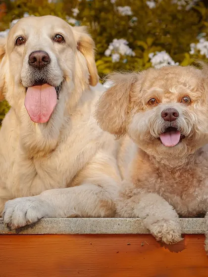 A beautiful portrait of a Golden Retriever and a Lhasa Apso mix, two best friends posing together.