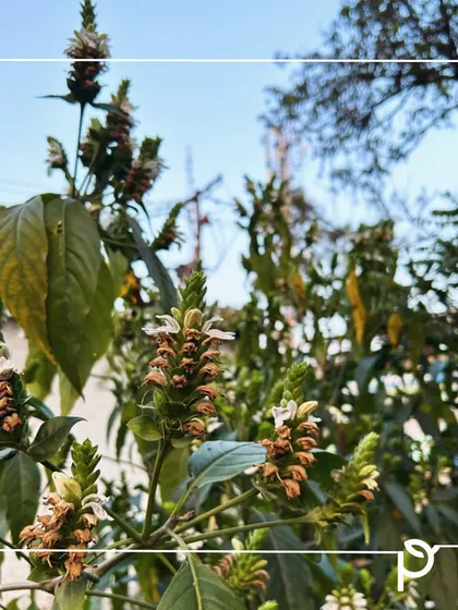 The unique white flowers of Adulsa (Justicia adhatoda), a native medicinal shrub, blooming in the summer.