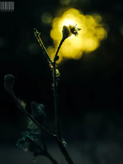 A silhouetted flower against the setting sun. This technique creates a dramatic and beautiful image, focusing on shape and light.