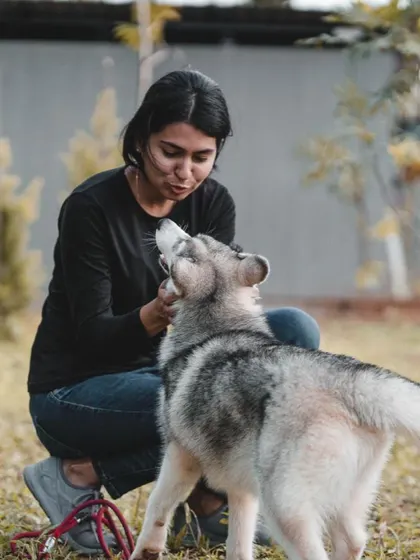 Getting to know Rocky the Husky. I take the time to understand each dog's personality and needs, ensuring a comfortable and personalized boarding experience.