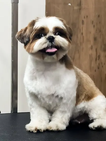 Another "after" shot of the same dog, this time with a happy little tongue out. A happy dog is the best review.