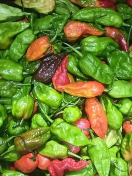 Another angle of my fresh ghost pepper stock. I ensure they are fresh so you get the full flavour and heat profile for your cooking.