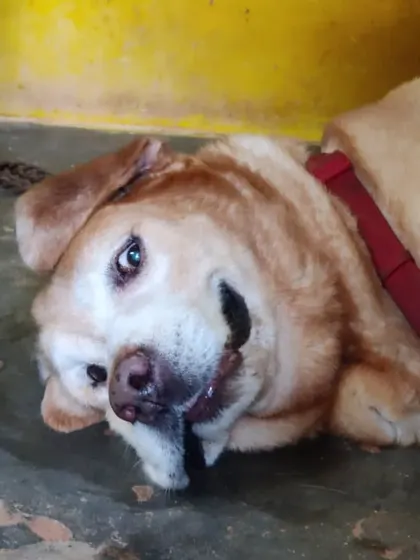 The unmistakable "did someone say food?" look from one of our hungry Labradors.
