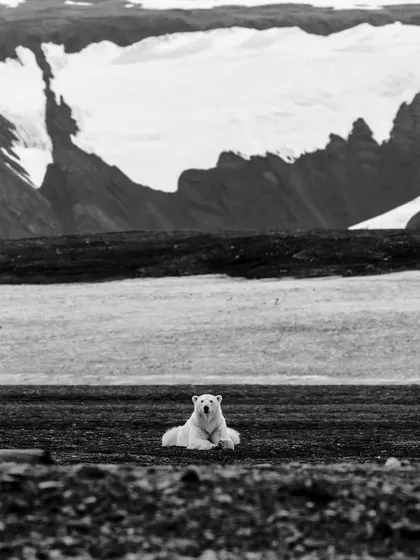 A polar bear rests on the dark tundra against a backdrop of snow-covered mountains. The black and white conversion emphasizes the textures and stark contrasts of the Arctic landscape.