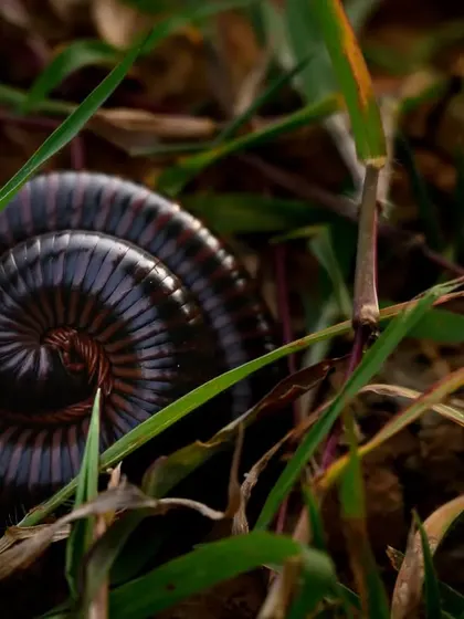 A millipede curled up in the grass. The spiral shape and shiny exoskeleton make for a fascinating and beautiful macro subject.