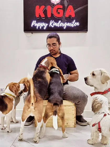 The Beagle brigade trying to get my attention. At Kiga, every dog gets personal interaction, ensuring they don't feel lost in the crowd.